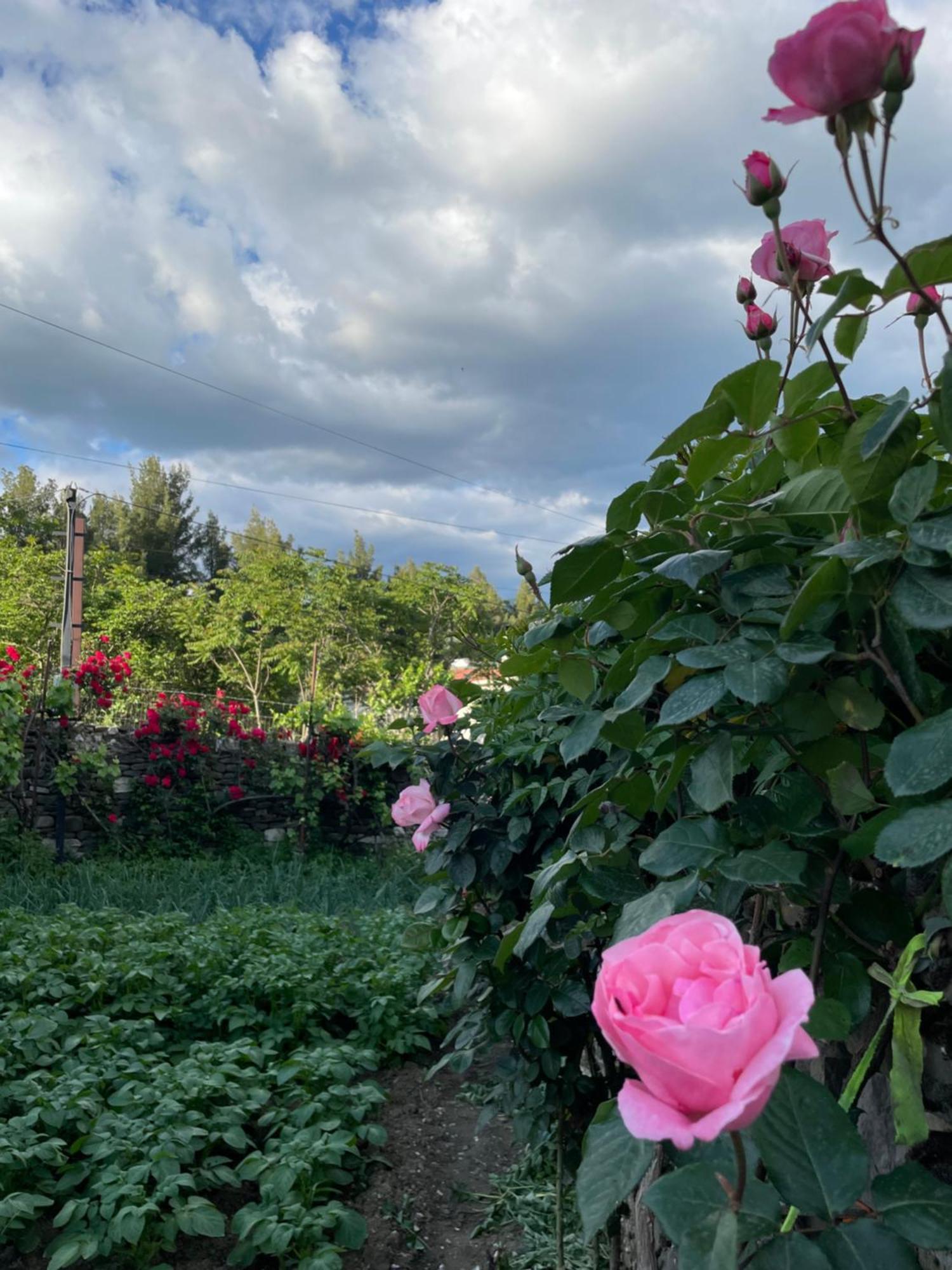 Red Rose Përmet