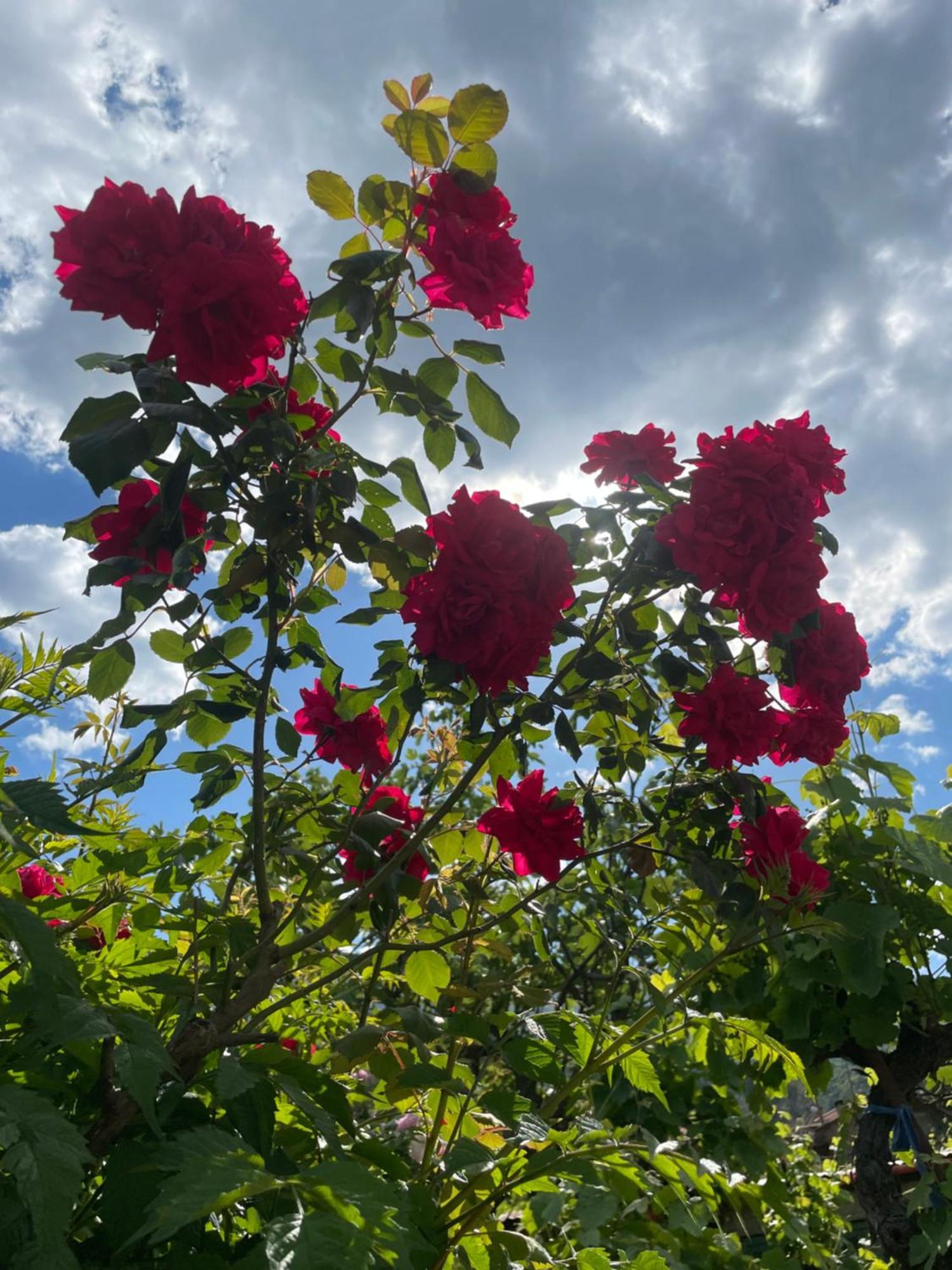 Red Rose *